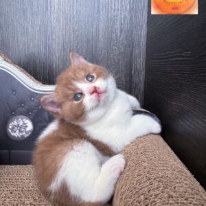 British shorthair cinnamon bicolour pure breed (Registered WCF)