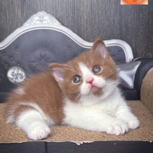 Munchkin (rug hugger) short hair cinnamon bicolour