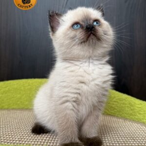 British Shorthair – Female BRI n33