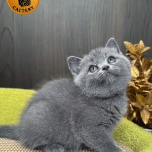 British Shorthair – Female BRI a (Blue Queen