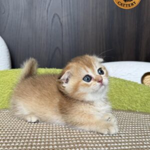 Munchkin Female – Rug Hugger