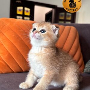 Munchkin Fold Male – Long Legs