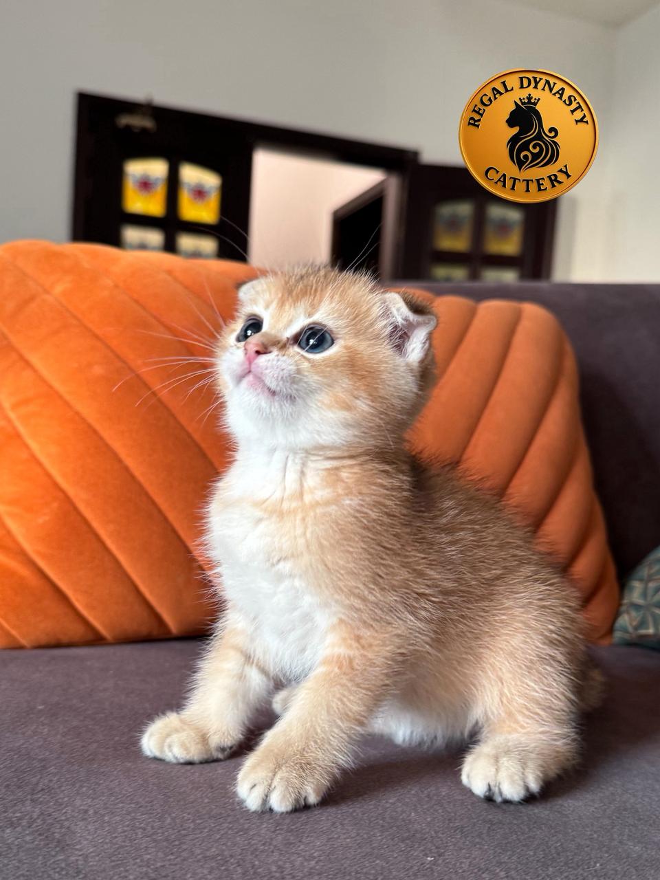 Munchkin Fold Male – Long Legs