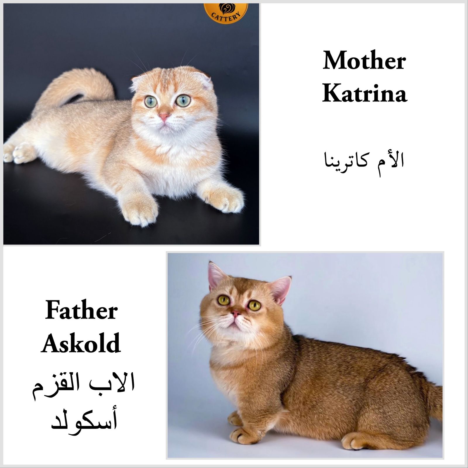 Munchkin Fold Male – Long Legs - Image 4