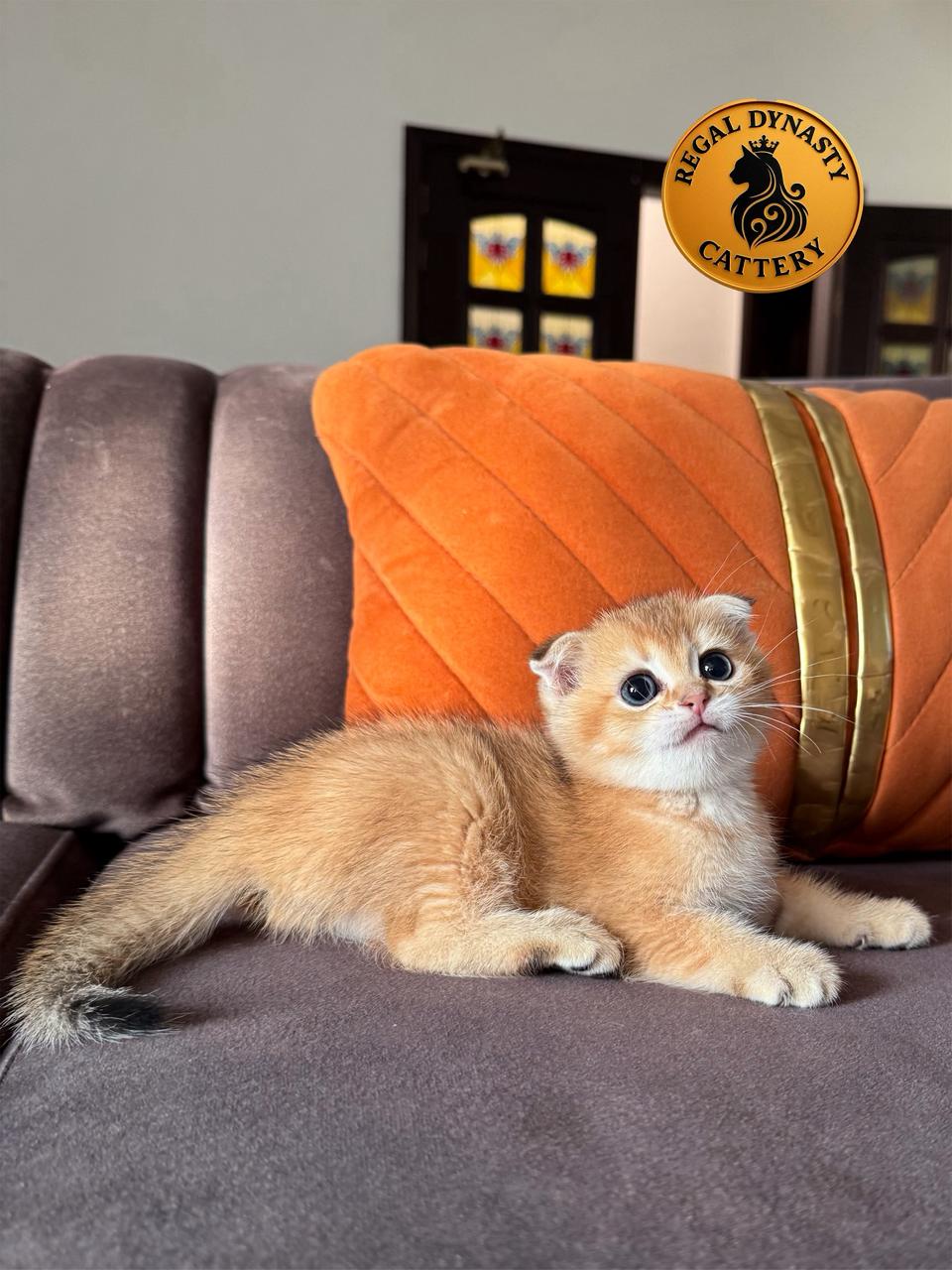 Munchkin Fold Male – Long Legs - Image 3