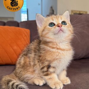 Male Munchkin – Long Legs NY22