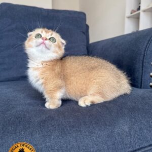 Munchkin Double Fold Female #4 – Rug Hugger