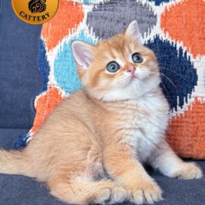 Scottish Straight – Short Hair – Male – Golden Shaded (NY11) – Premium Quality