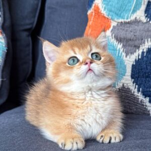 Munchkin – Short Hair – Male – Ultra Premium Quality – Golden Shaded (NY11)