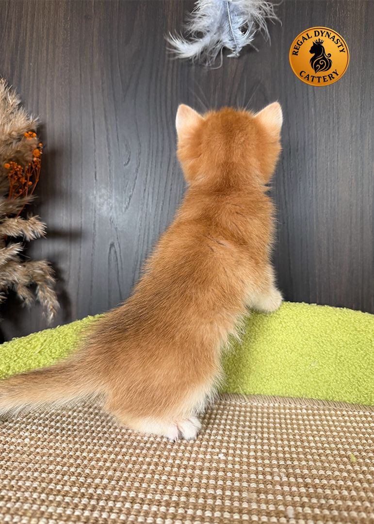 Male British Shorthair Golden Shaded NY12 – Premium Quality - Image 2