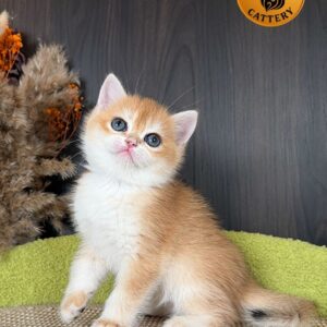 Male British Shorthair Golden Shaded NY12 – Premium Quality