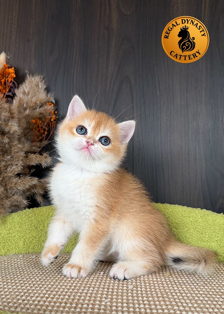 Male British Shorthair Golden Shaded NY12 – Premium Quality