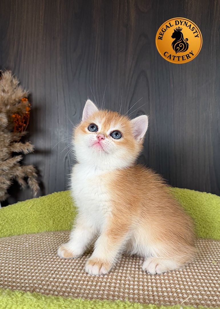 Male British Shorthair Golden Shaded NY12 – Premium Quality - Image 4