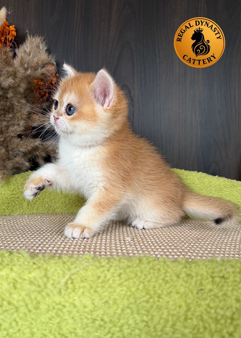 Male British Shorthair Golden Shaded NY12 – Premium Quality - Image 5