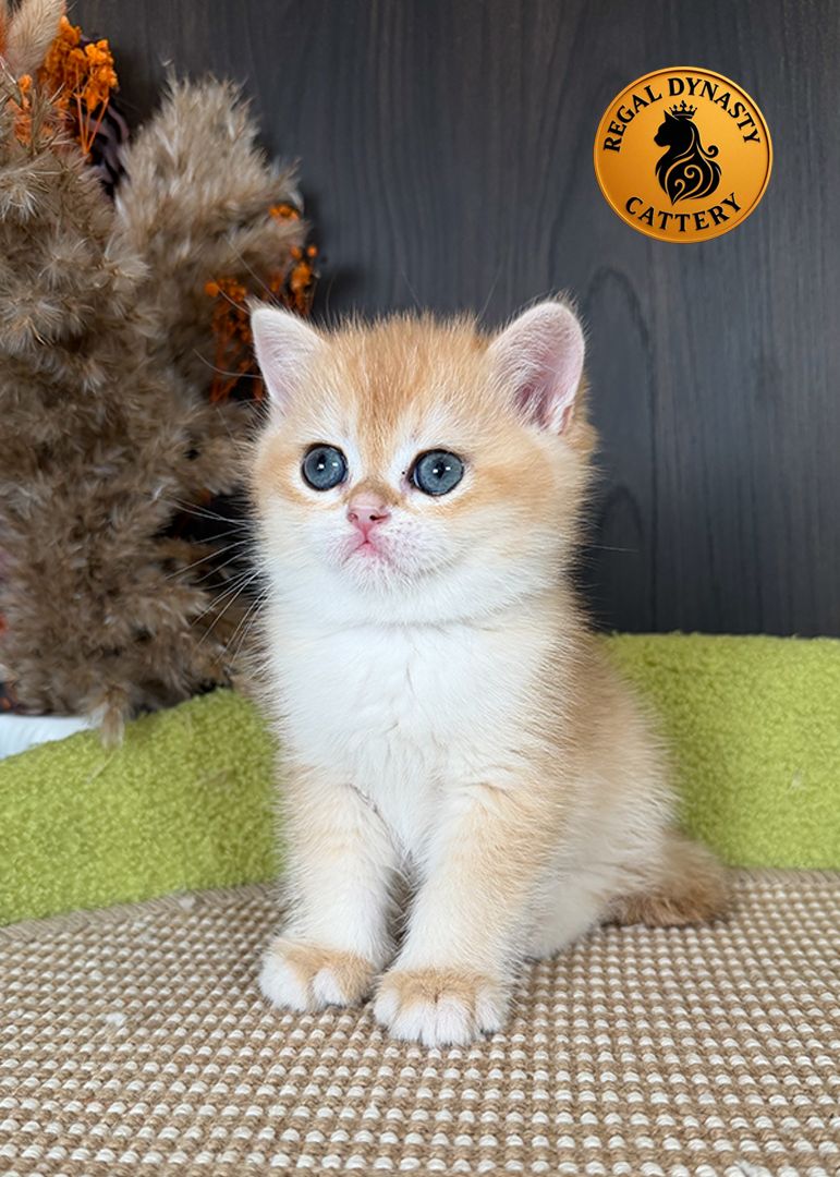 Male British Shorthair Golden Shaded NY12 – Premium Quality - Image 2