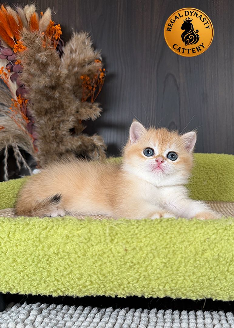 Male British Shorthair Golden Shaded NY12 – Premium Quality - Image 3