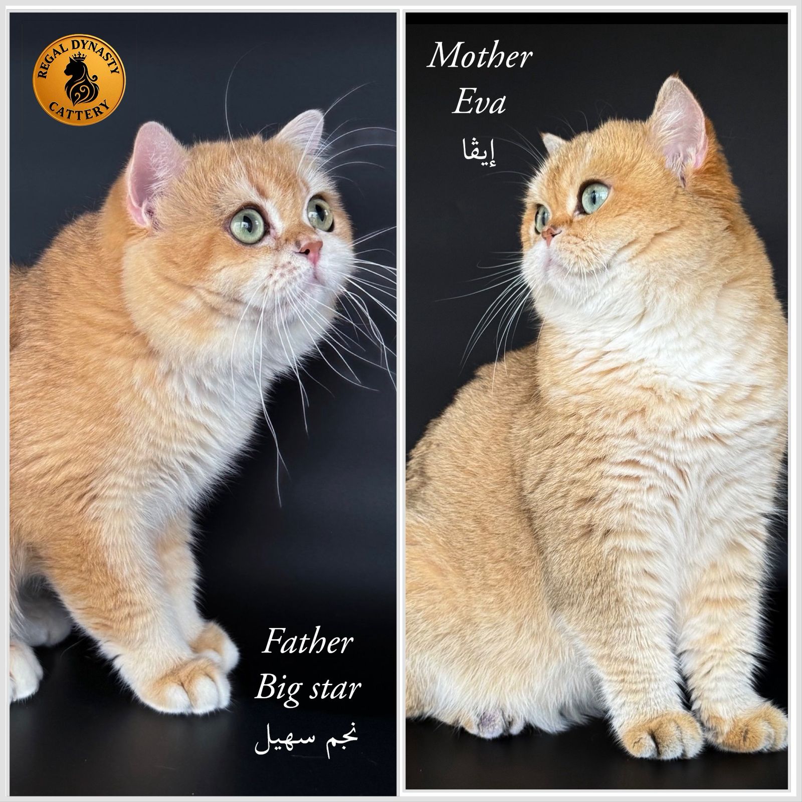 Male British Shorthair Golden Shaded NY12 – Premium Quality - Image 6