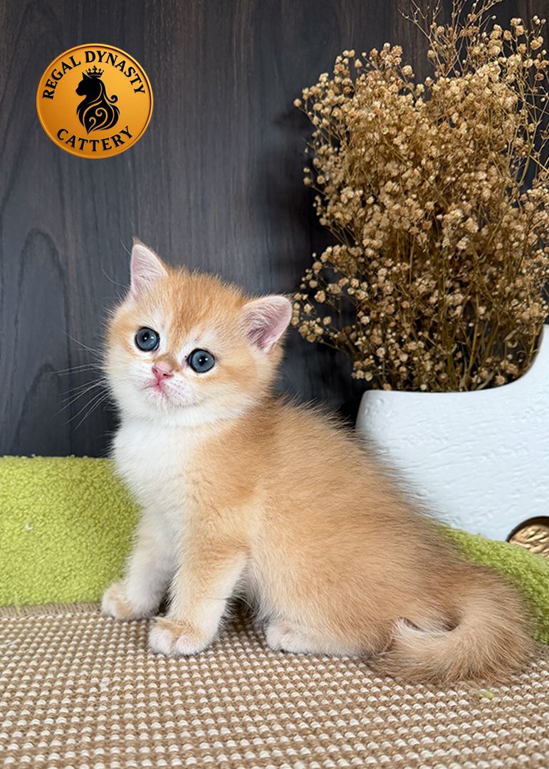 Male British Shorthair Golden Shaded NY12 – Premium Quality - Image 4