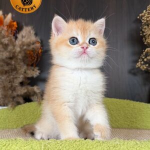 Male British Shorthair Golden Shaded NY12 – Premium Quality