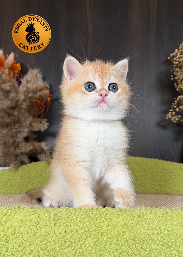 Male British Shorthair Golden Shaded NY12 – Premium Quality
