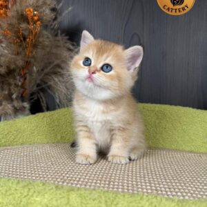 Premium Golden Long-Leg Female Munchkin