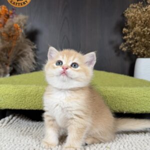 Premium Golden Long-Leg Female Munchkin