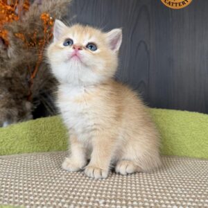 Premium Golden Long-Leg Female Munchkin