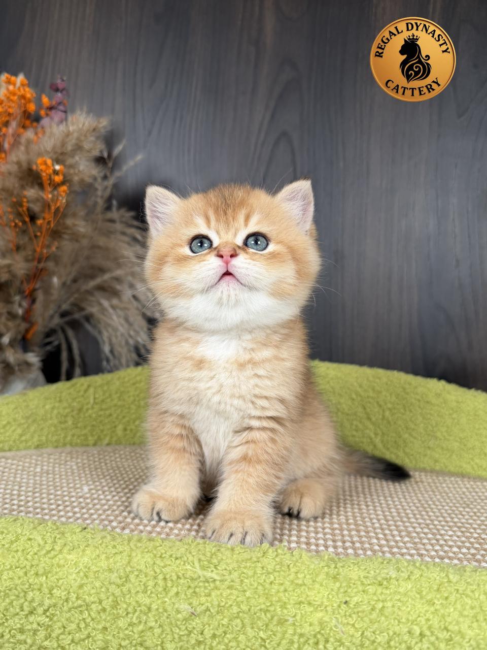 Premium Golden Long-Leg Male Munchkin - Image 7
