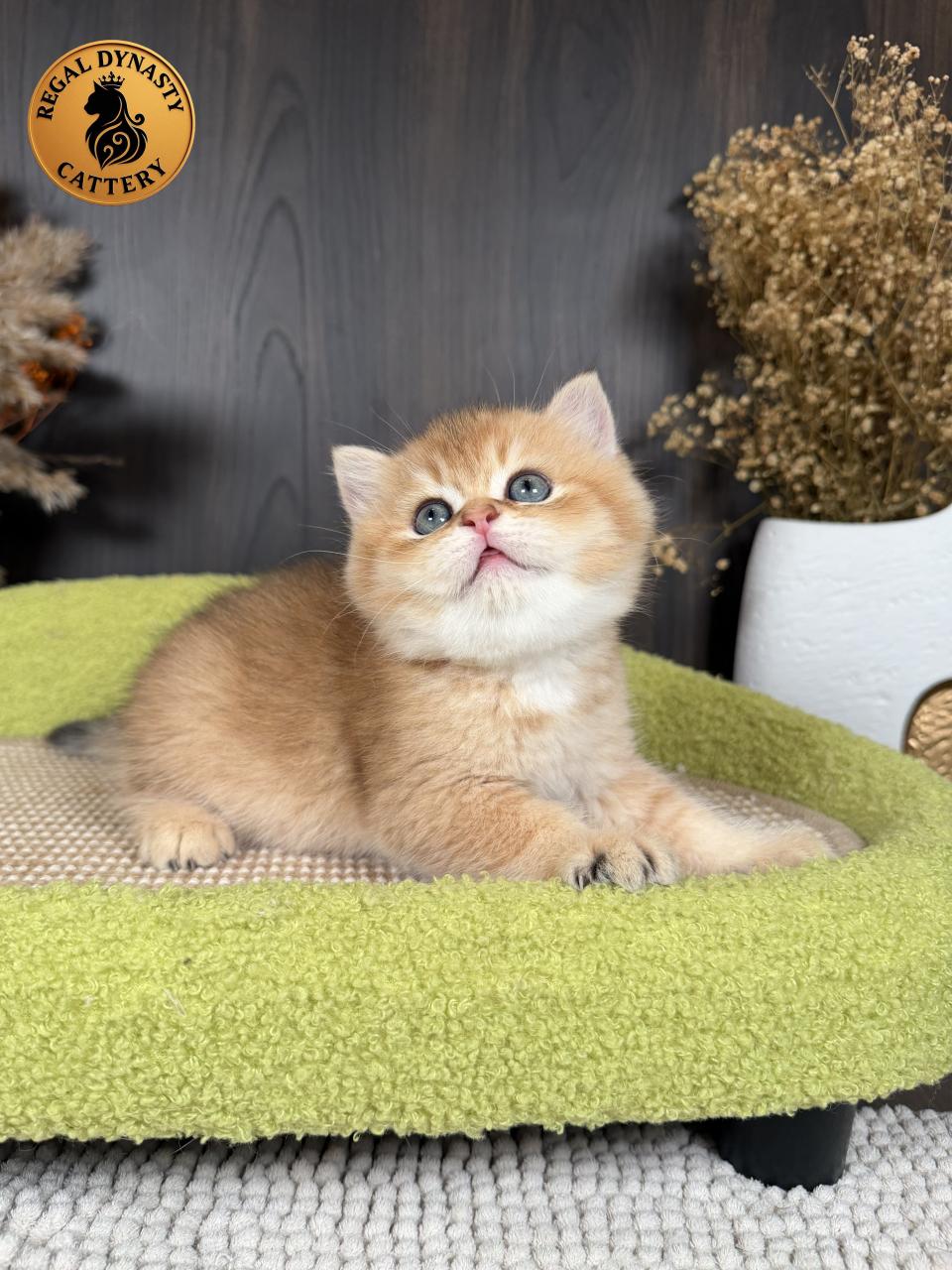 Premium Golden Long-Leg Male Munchkin - Image 6
