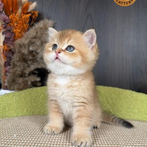 Premium Golden Long-Leg Male Munchkin