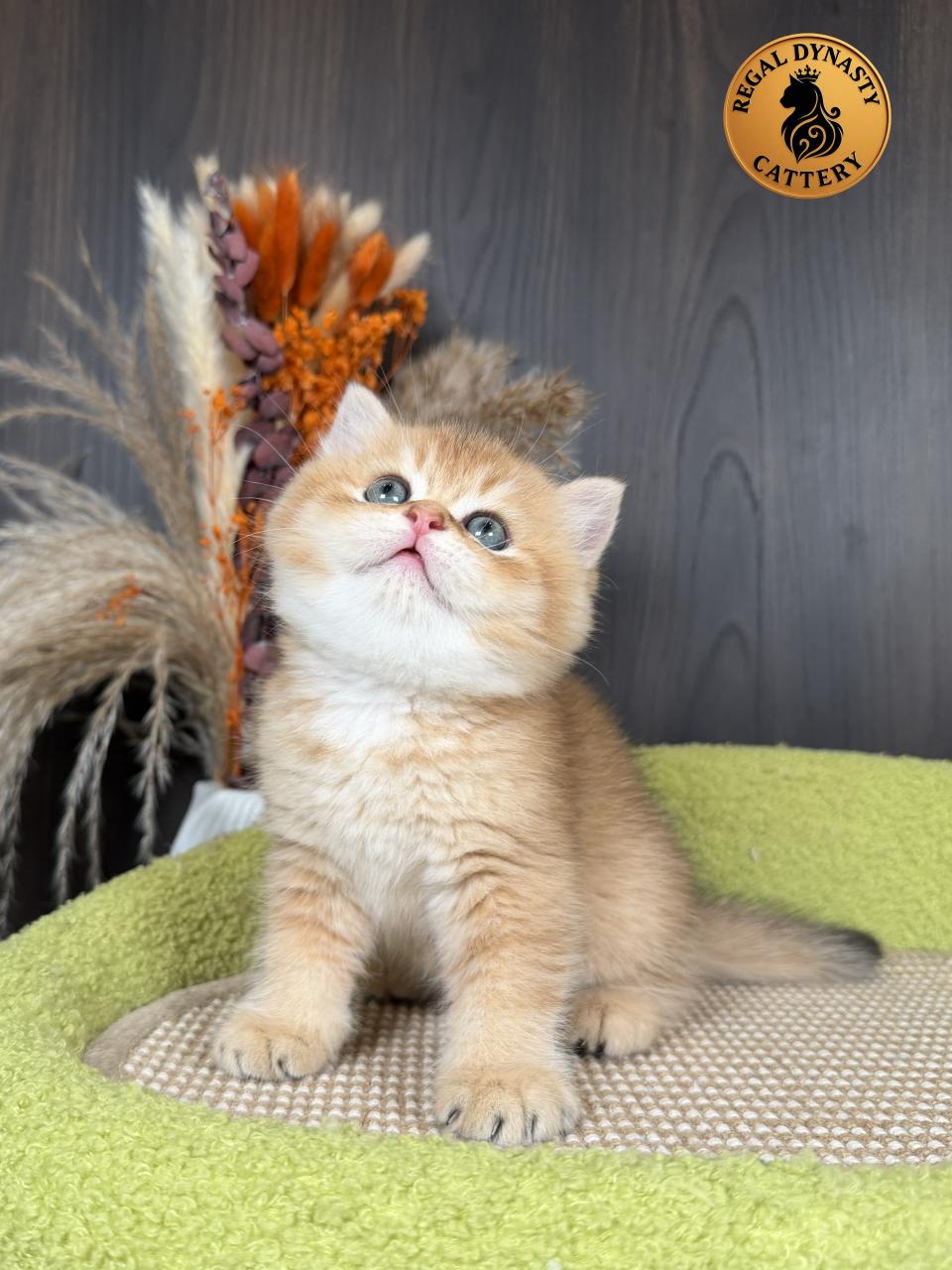 Premium Golden Long-Leg Male Munchkin - Image 4