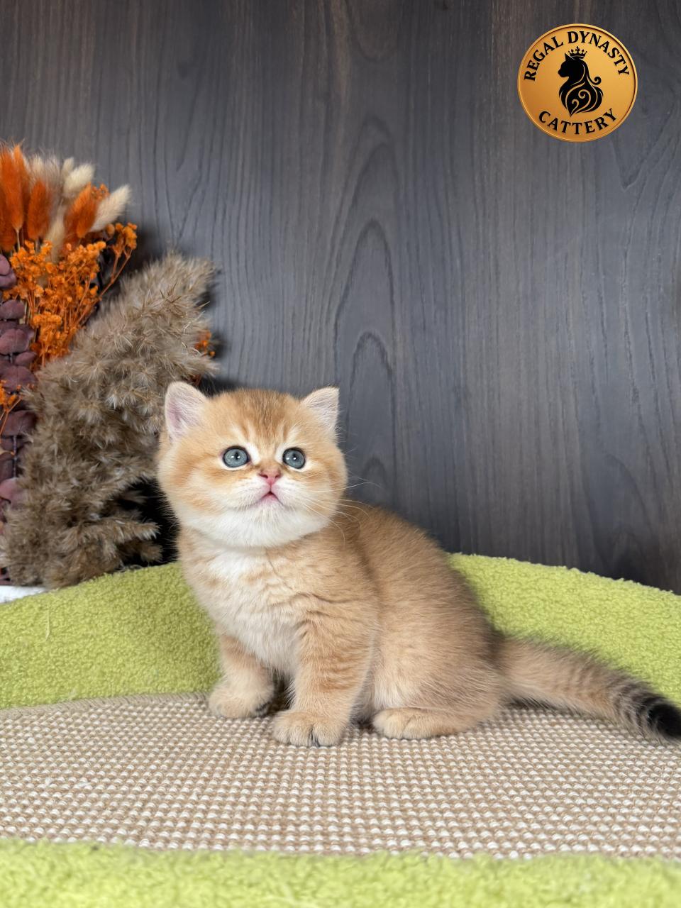 Premium Golden Long-Leg Male Munchkin - Image 3