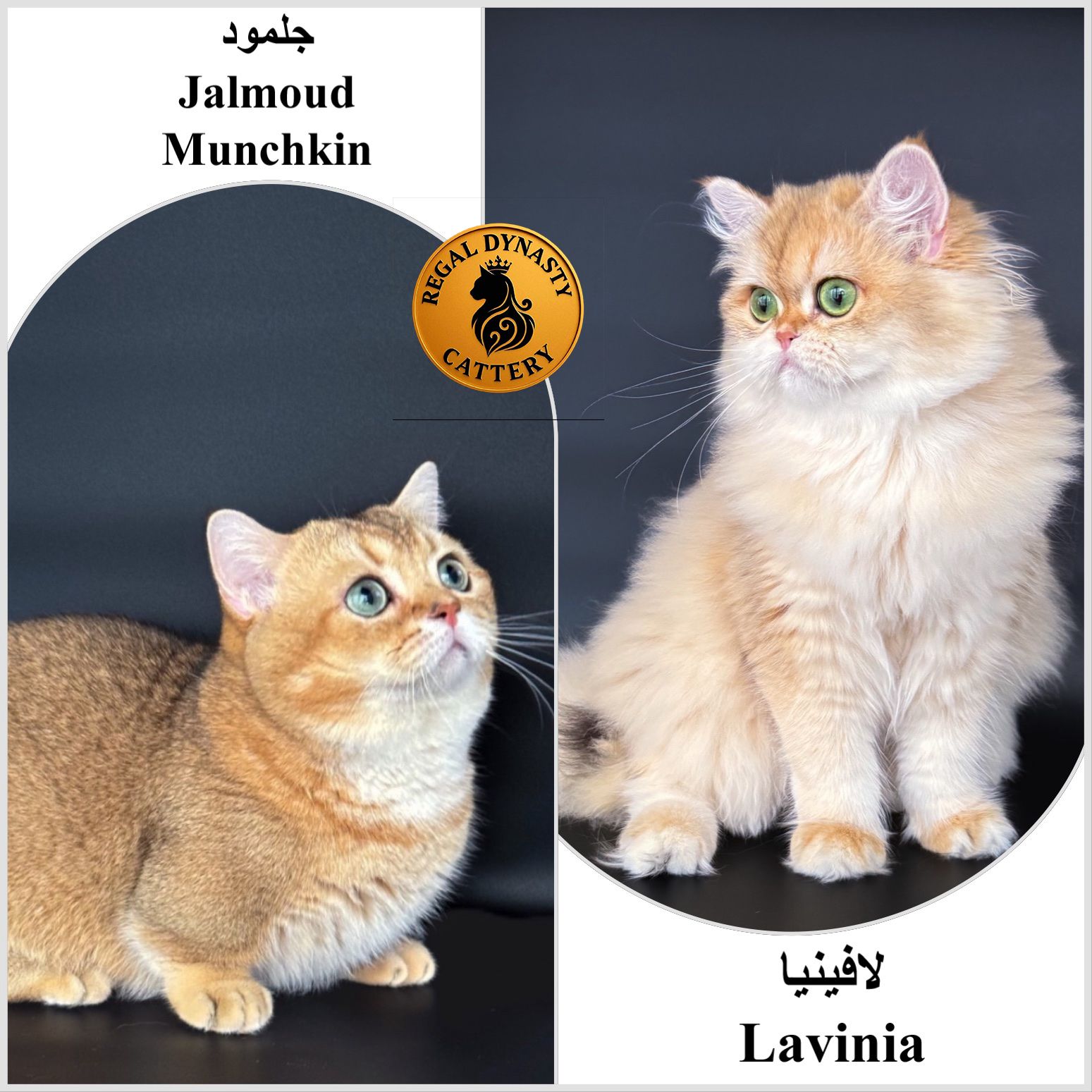 Premium Golden Long-Leg Male Munchkin - Image 8