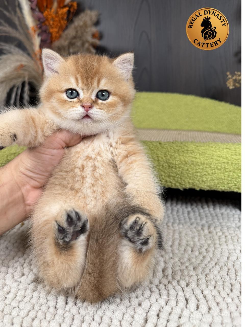 Premium Golden Long-Leg Male Munchkin - Image 5