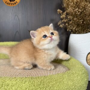 Premium Golden Female Munchkin – Premium Quality