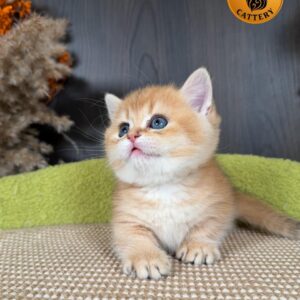 Premium Golden Male Munchkin – Premium Quality