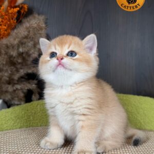 Golden Male Munchkin (Long-Leg) – Premium Quality