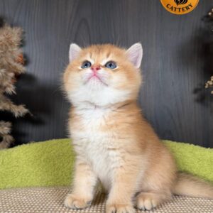Golden Male Munchkin (Long-Leg) – Premium Quality