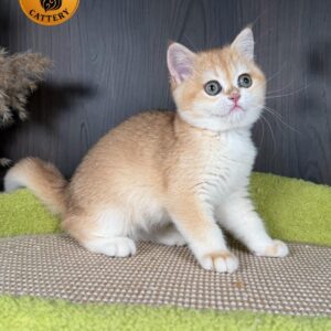 Premium British Shorthair
