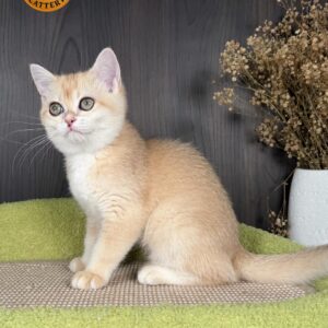 British Shorthair – Premium Quality 👑