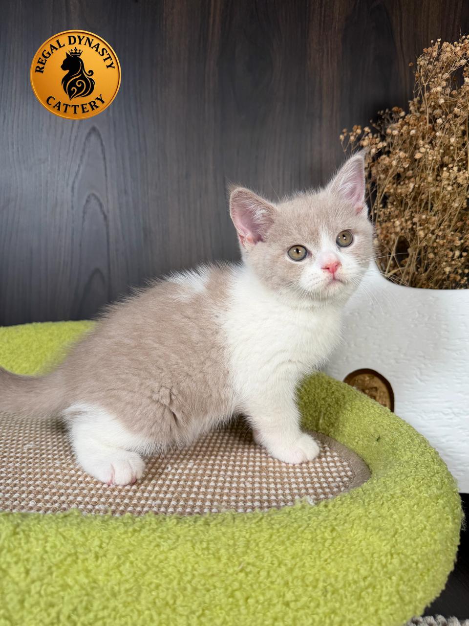 Long-Legged Munchkin – Fawn Bicolor - Image 5
