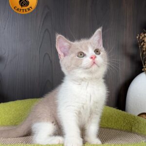 Long-Legged Munchkin – Fawn Bicolor
