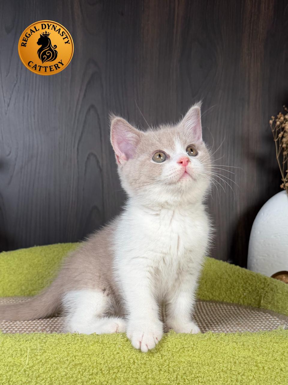 Long-Legged Munchkin – Fawn Bicolor