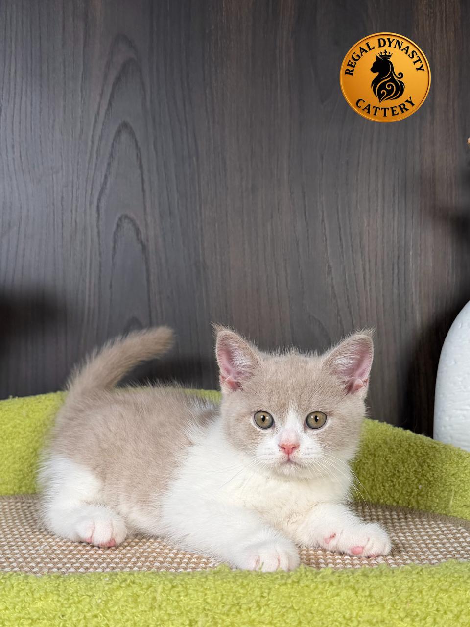 Long-Legged Munchkin – Fawn Bicolor - Image 2