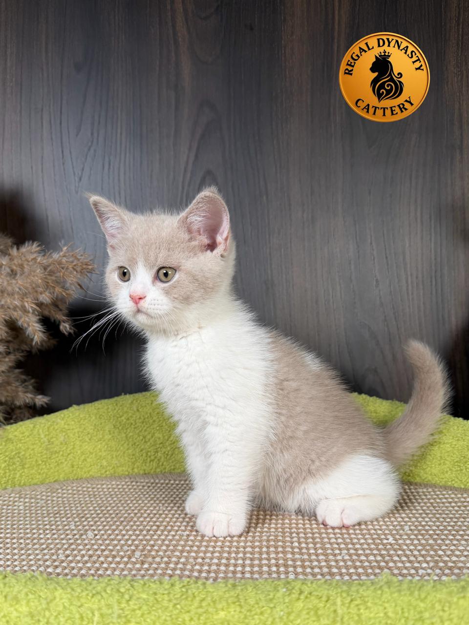 Long-Legged Munchkin – Fawn Bicolor - Image 3