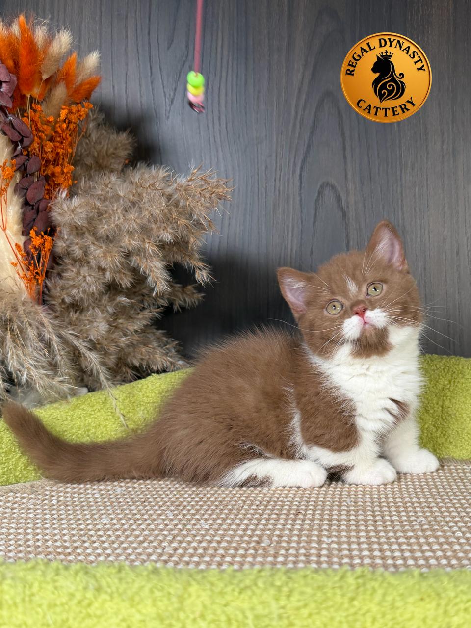 Munchkin – Cinnamon Bicolor ✨ - Image 7