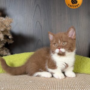 Munchkin – Cinnamon Bicolor ✨