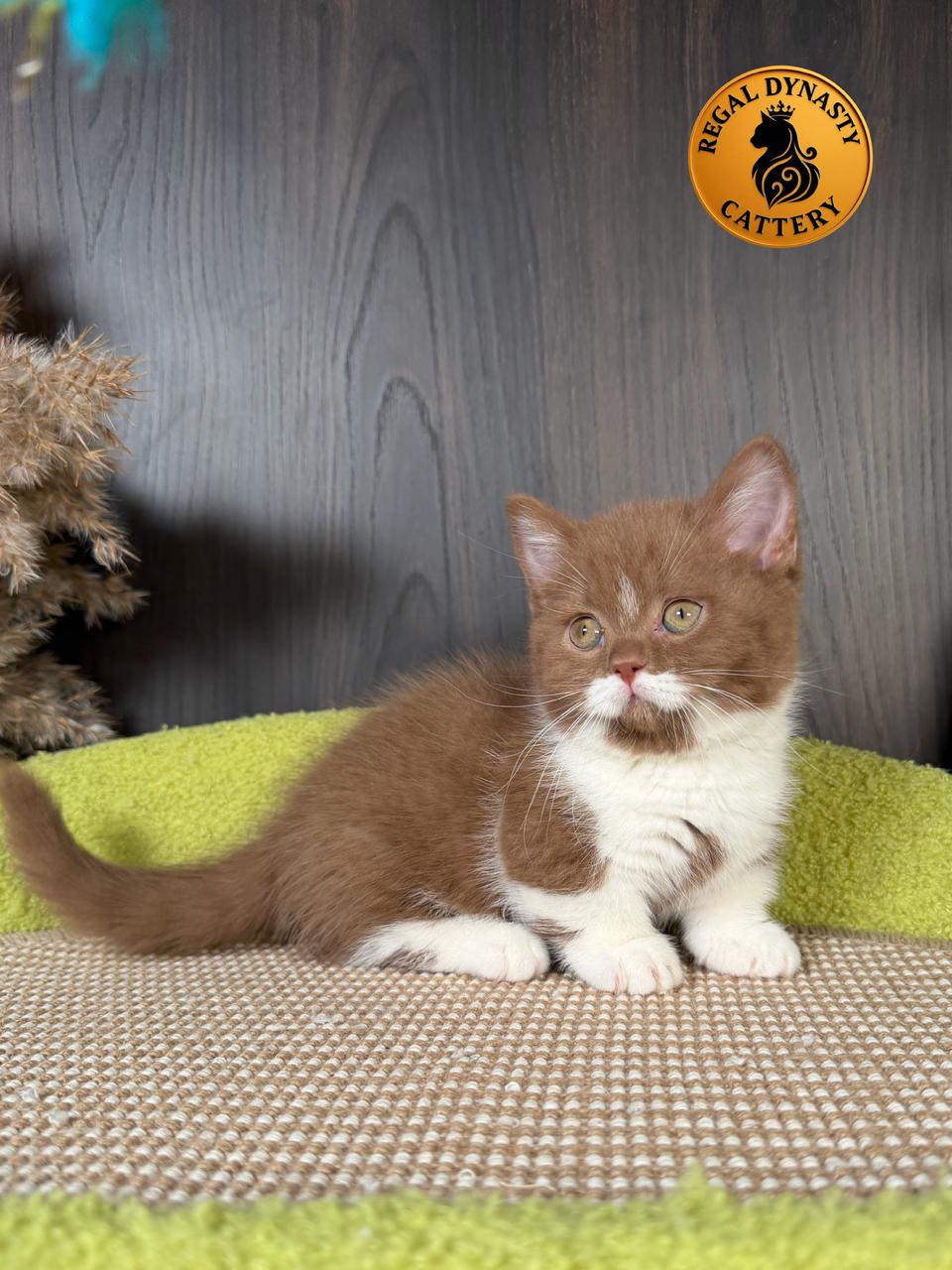 Munchkin – Cinnamon Bicolor ✨