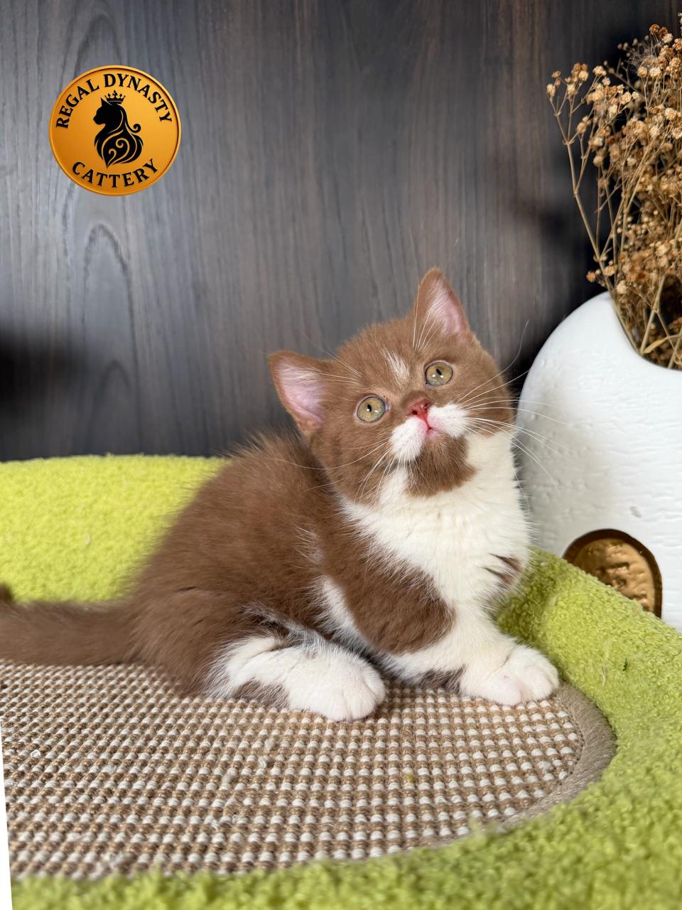 Munchkin – Cinnamon Bicolor ✨ - Image 5