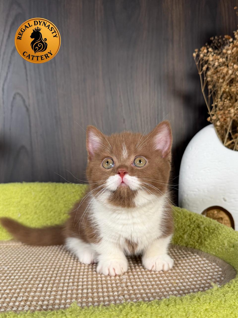 Munchkin – Cinnamon Bicolor ✨ - Image 6
